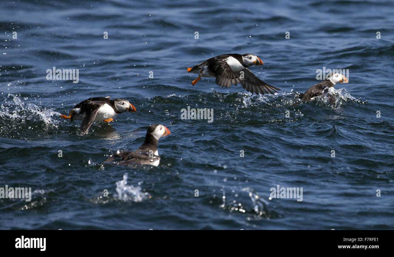 Piscine macareux autour des îles Farne dans Northumberland Banque D'Images