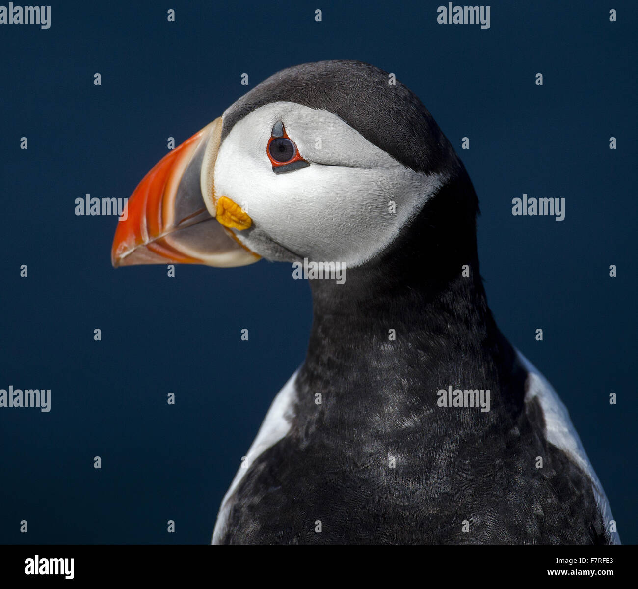 Macareux moine sur l'Iles Farne Banque D'Images