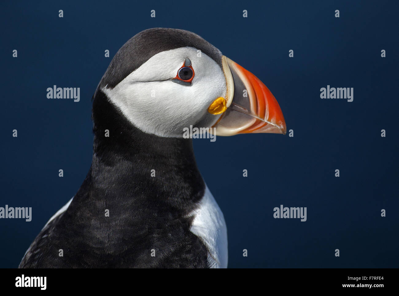 Macareux moine sur l'Iles Farne Banque D'Images