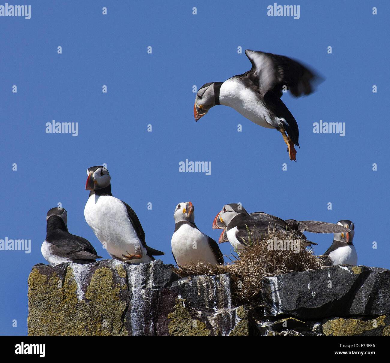 Macareux moine sur l'Iles Farne Banque D'Images