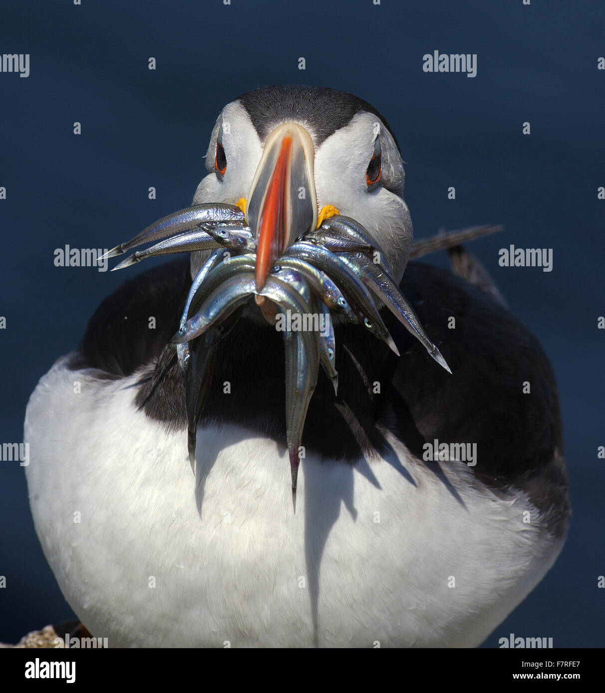 Macareux moine sur l'Iles Farne Banque D'Images