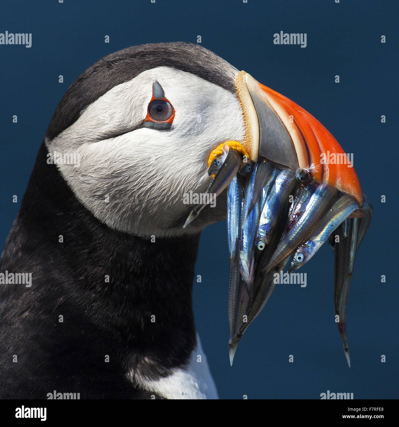 Macareux moine sur l'Iles Farne Banque D'Images