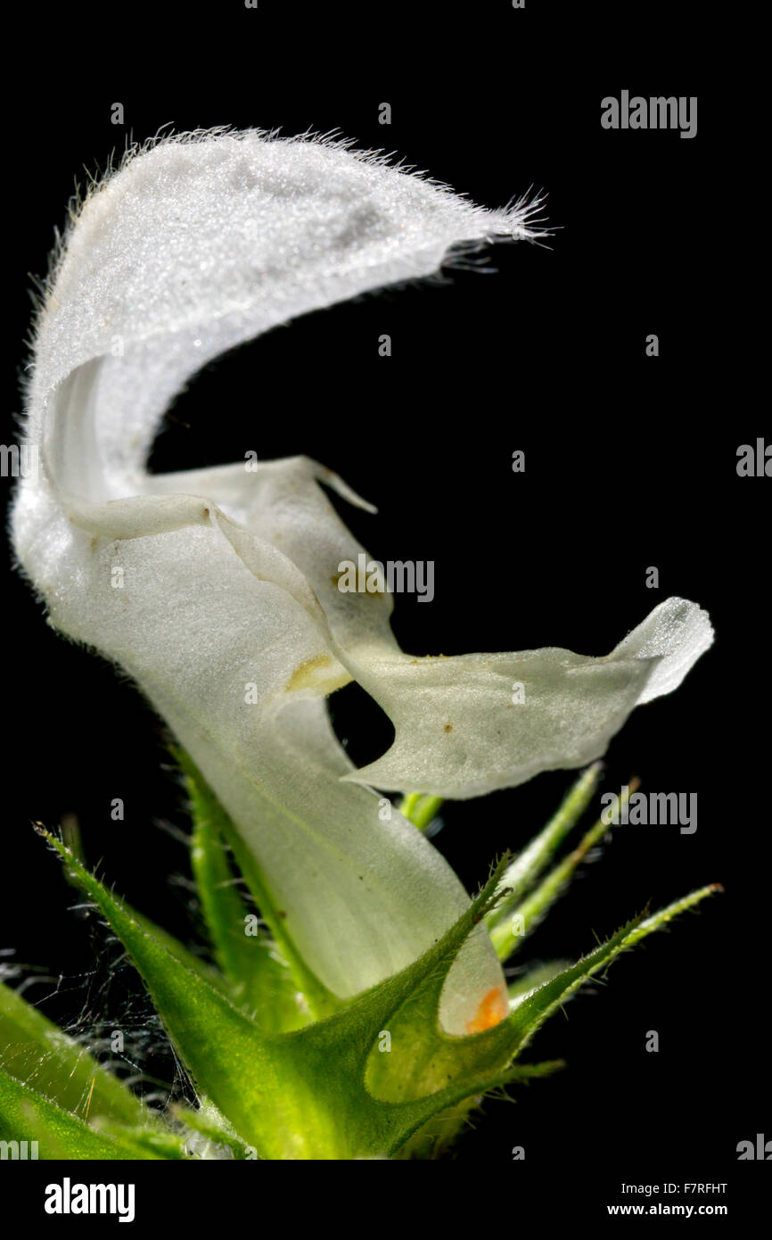 L'ortie blanche / white dead-nettle (Lamium album) en fleurs sur fond noir Banque D'Images