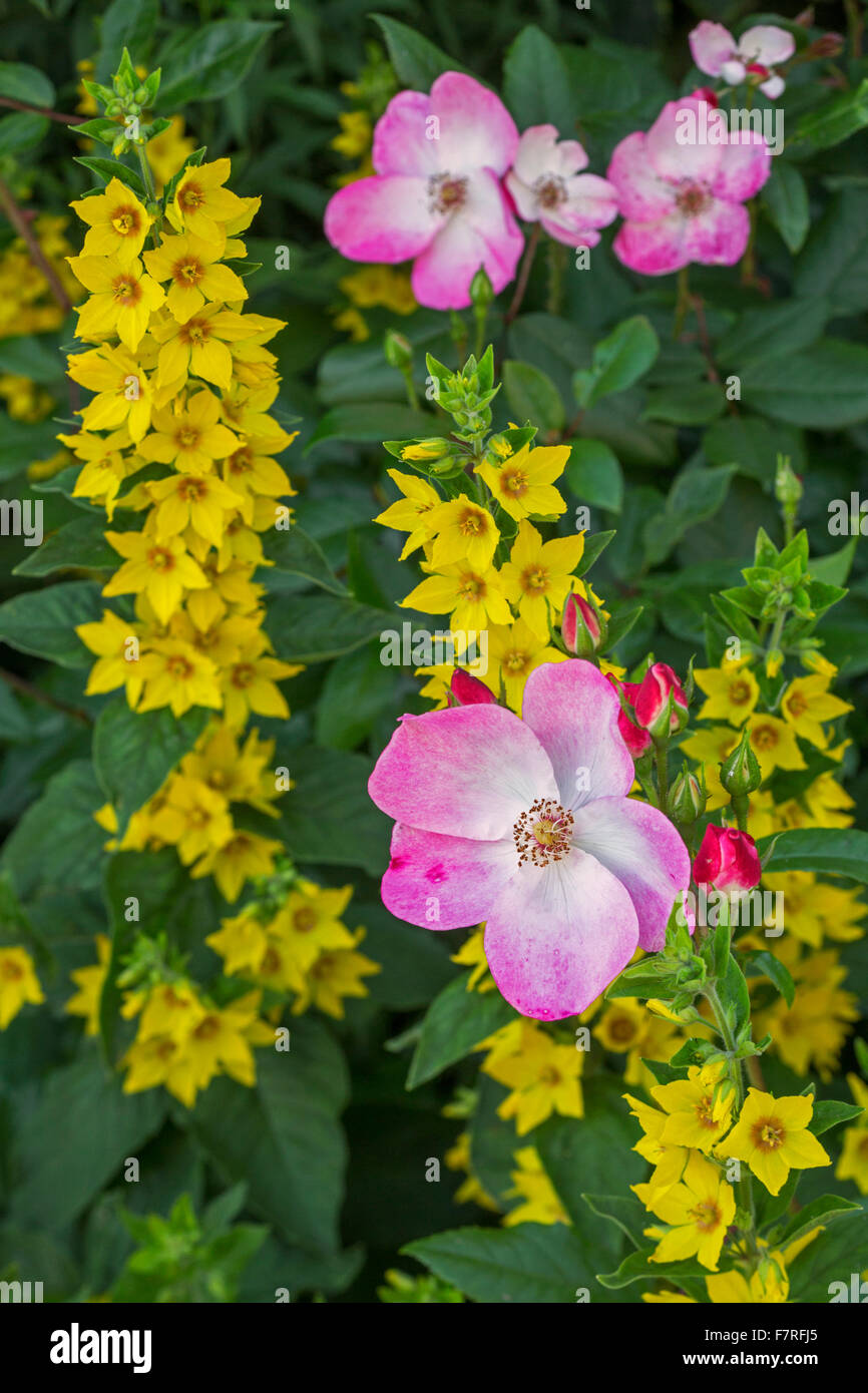 Rosa et Rush (Lysimachia punctata repéré salicaire) en fleurs Banque D'Images