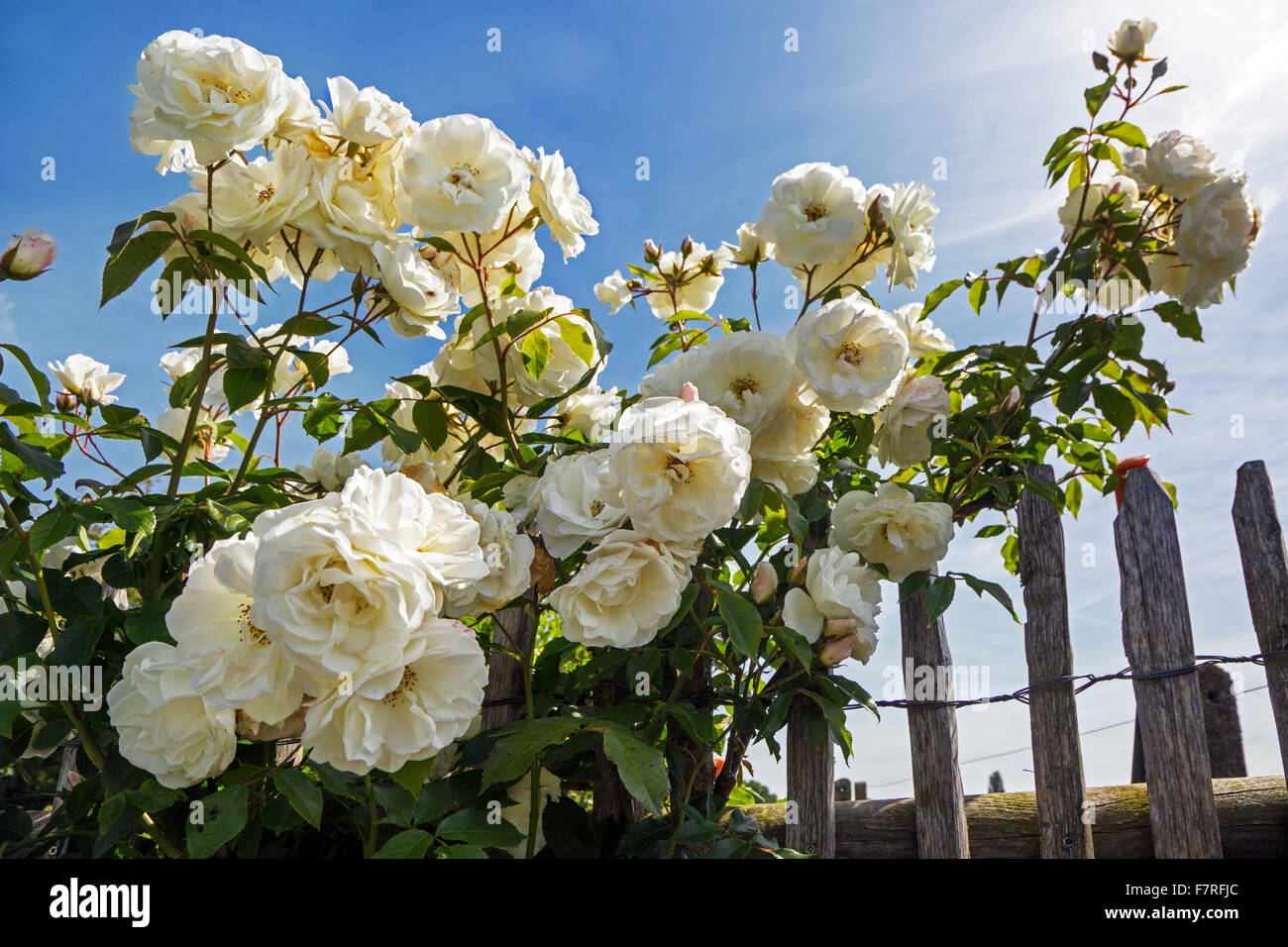 Rosa Schneewittchen / Iceberg en fleurs dans le jardin Banque D'Images
