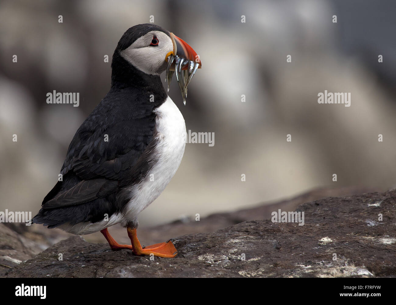 Macareux moine sur l'Iles Farne Banque D'Images