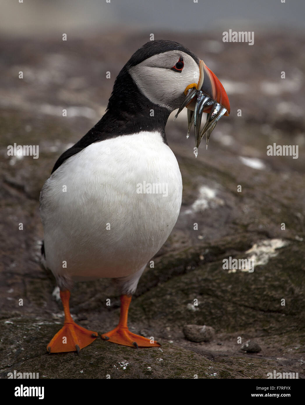 Macareux moine sur l'Iles Farne Banque D'Images