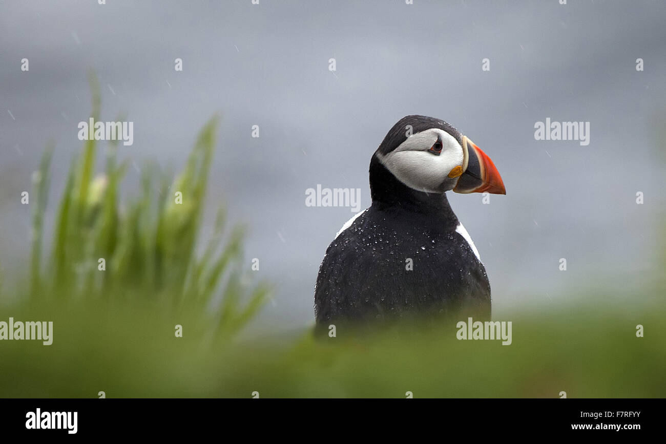 Macareux moine sur l'Iles Farne Banque D'Images