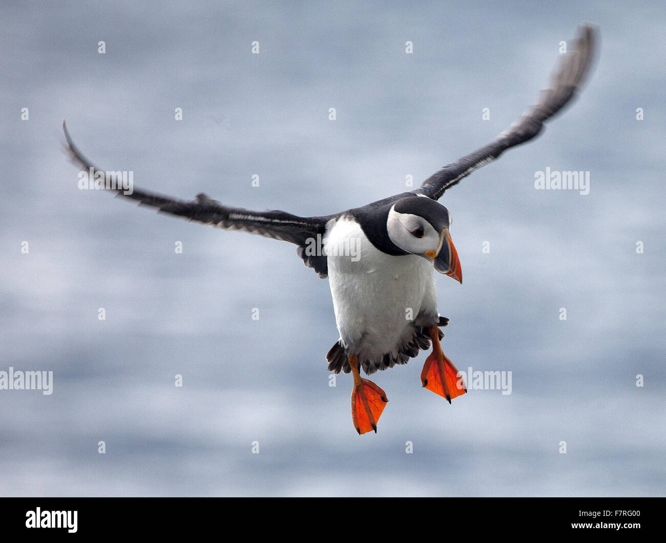 Macareux moine sur l'Iles Farne Banque D'Images