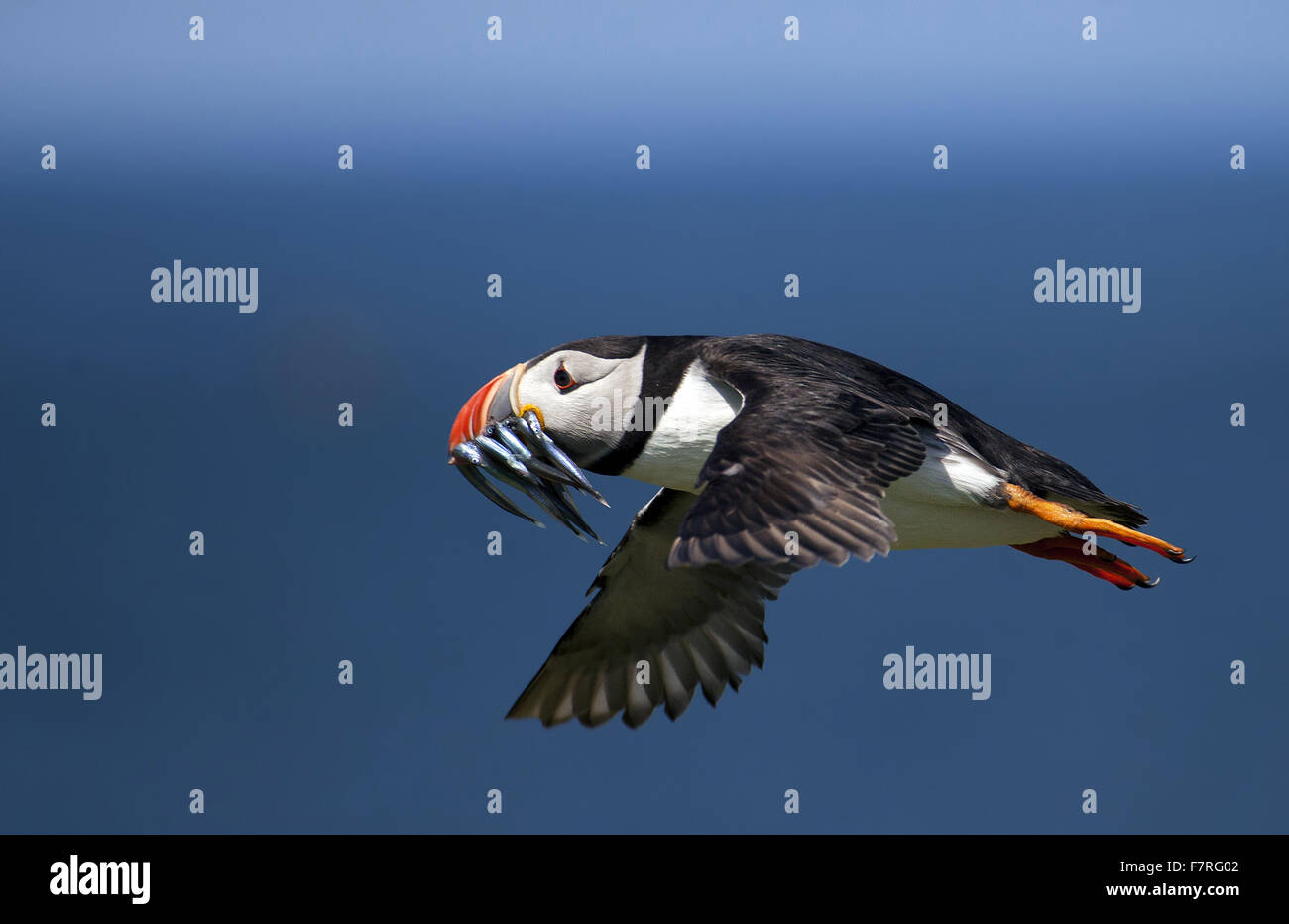 Macareux moine en vol sur les îles Farne Banque D'Images