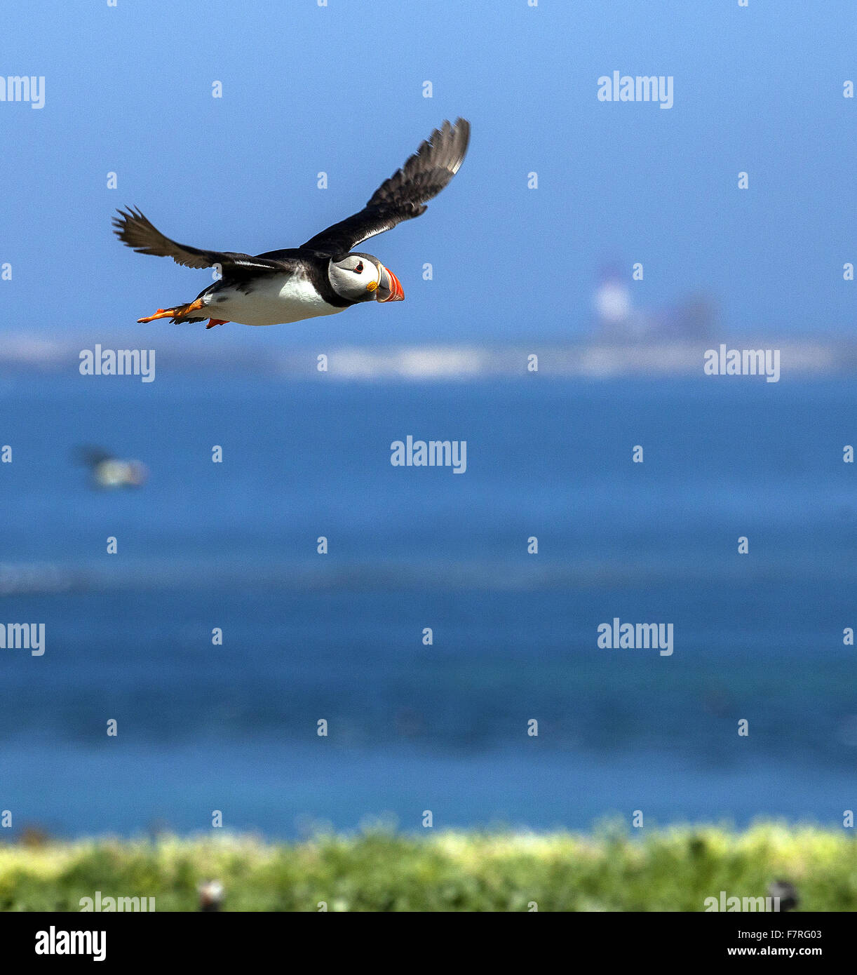 Macareux moine sur l'Iles Farne Banque D'Images