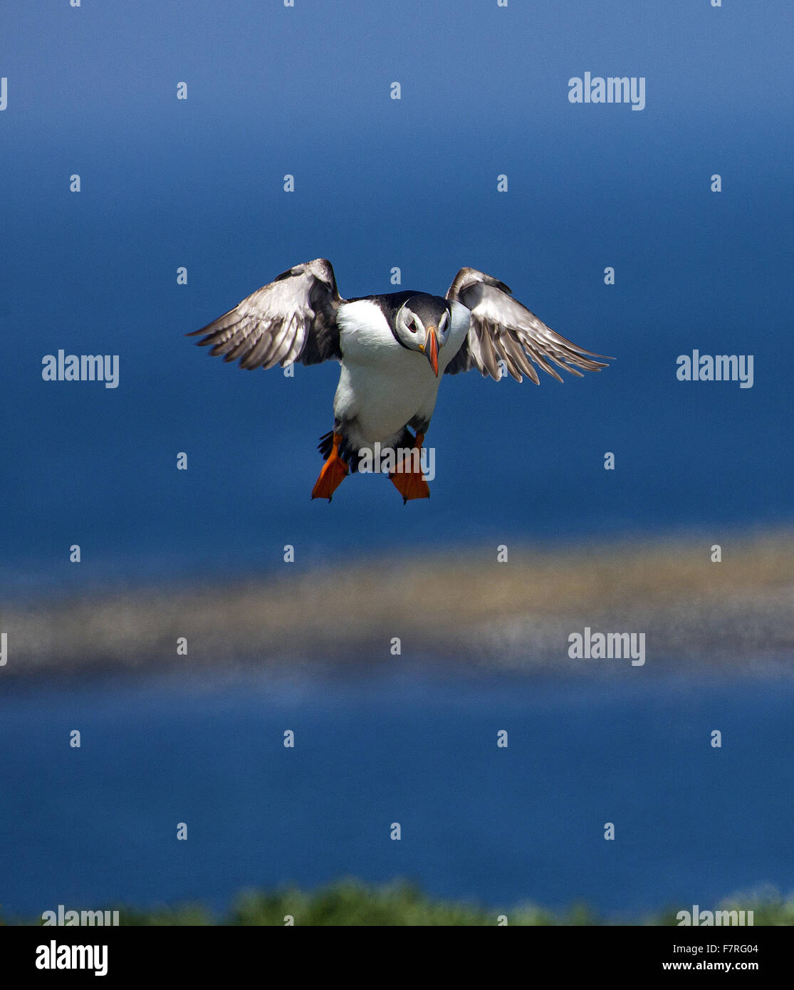 Macareux moine en vol sur les îles Farne Banque D'Images