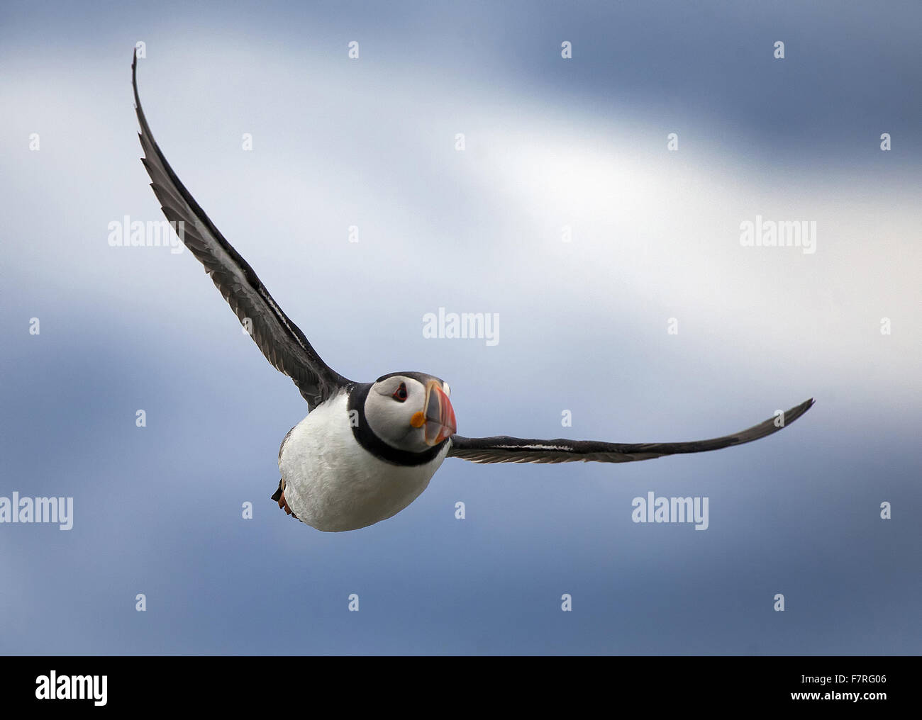 Macareux moine en vol sur les îles Farne Banque D'Images
