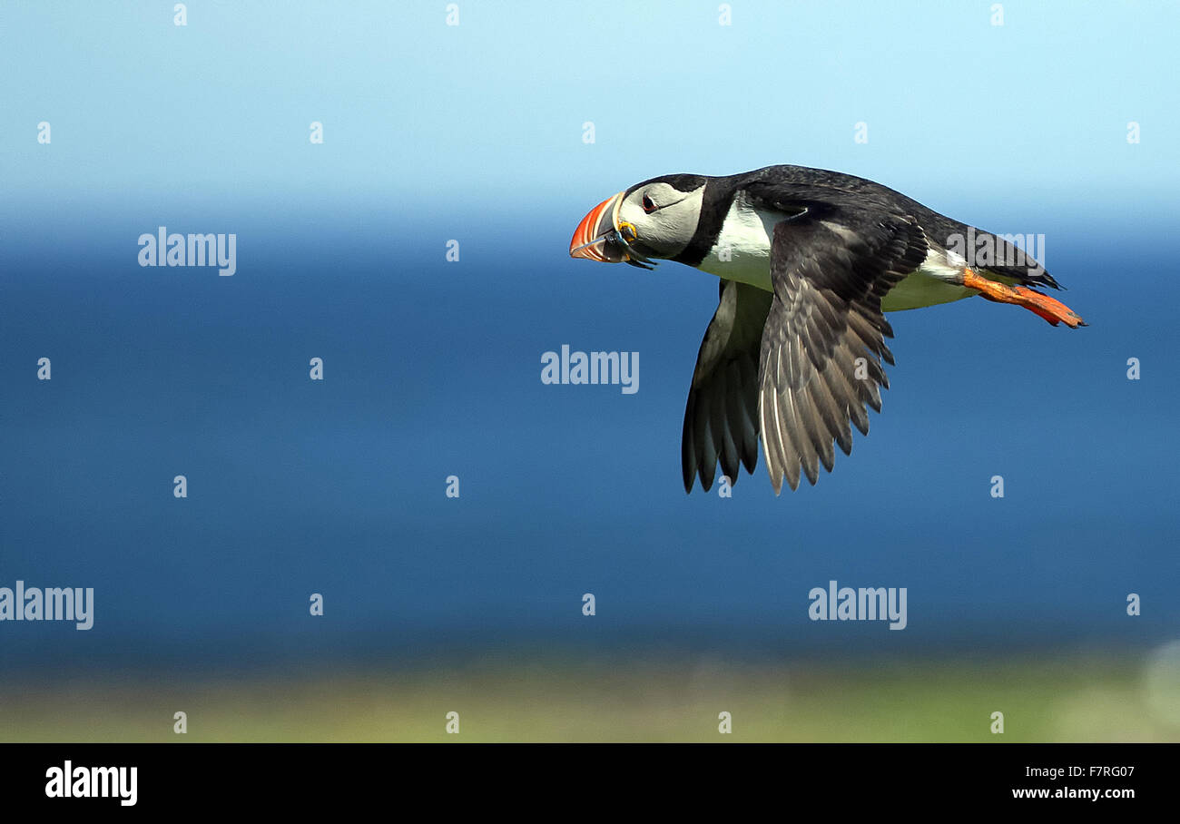 Macareux moine en vol sur les îles Farne Banque D'Images