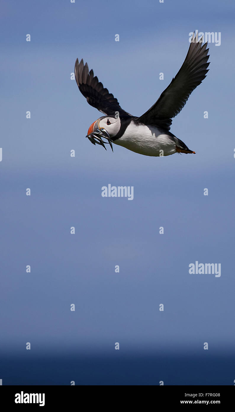 Macareux moine en vol sur les îles Farne Banque D'Images