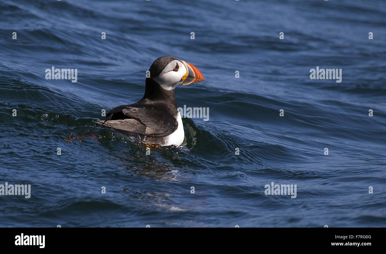 Piscine macareux autour des îles Farne dans Northumberland Banque D'Images