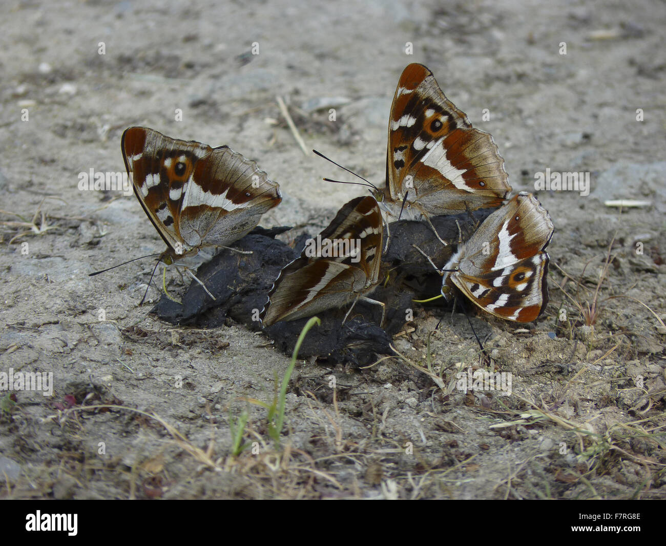 Purple Emperor butterflies, quatre mâles sur Fox de la bouse. Banque D'Images