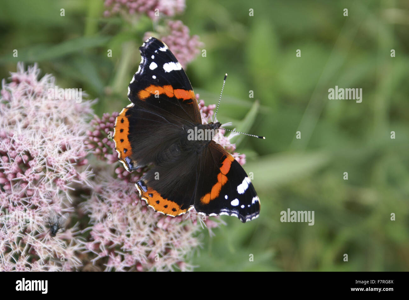 L'amiral rouge papillon sur Sedum Banque D'Images