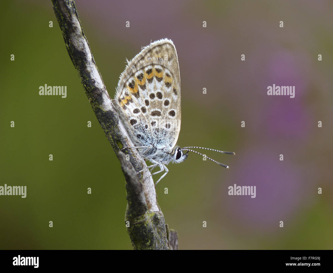 Papillon Bleu étoilé d'argent, femme, dessous. Banque D'Images