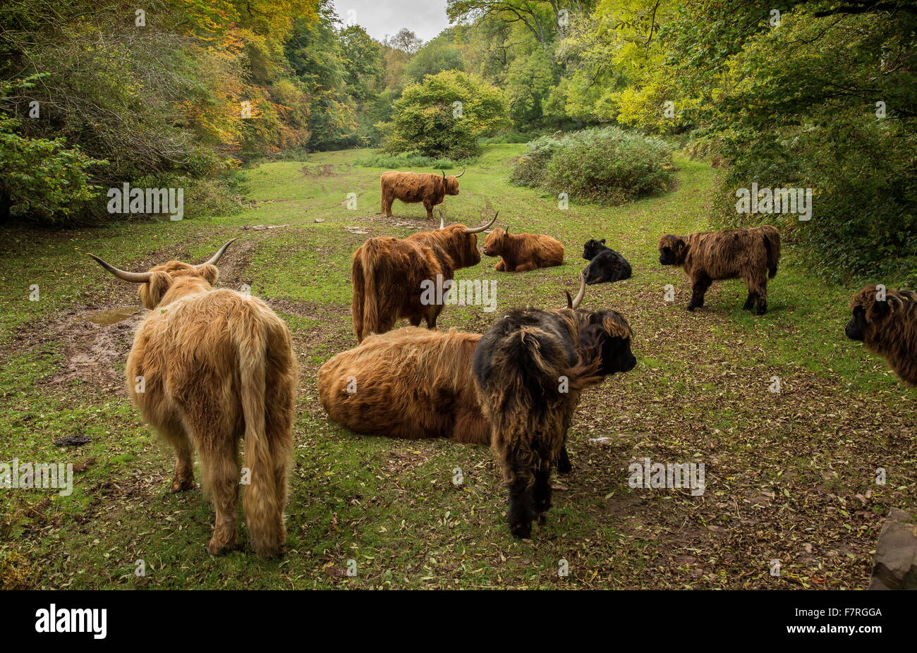 Troupeau de bovins Highland en automne, à l'Est de la vallée de l'eau à Cloutsham d'Exmoor, Banque D'Images