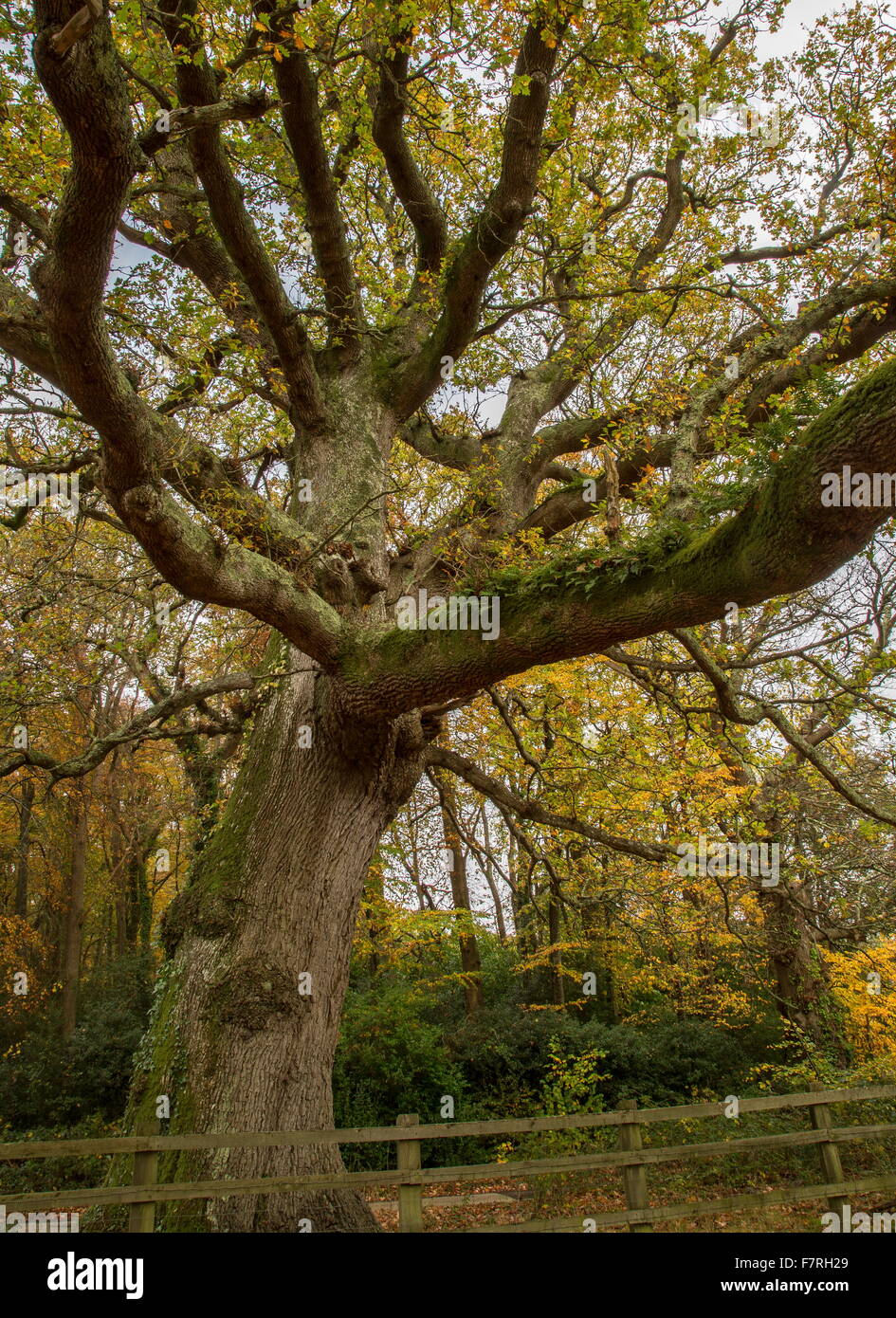 Arbre de chêne commun antique à l'automne, à Swan Green, New Forest. Banque D'Images