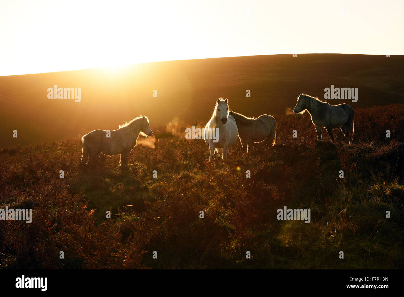 Les chevaux dans l'automne au soleil et la Vallée du Moulin à carder, Shropshire Shropshire Hills. Le site couvre 2000 hectares de collines couvertes de bruyère où seront installées sur les collines du Shropshire. Banque D'Images