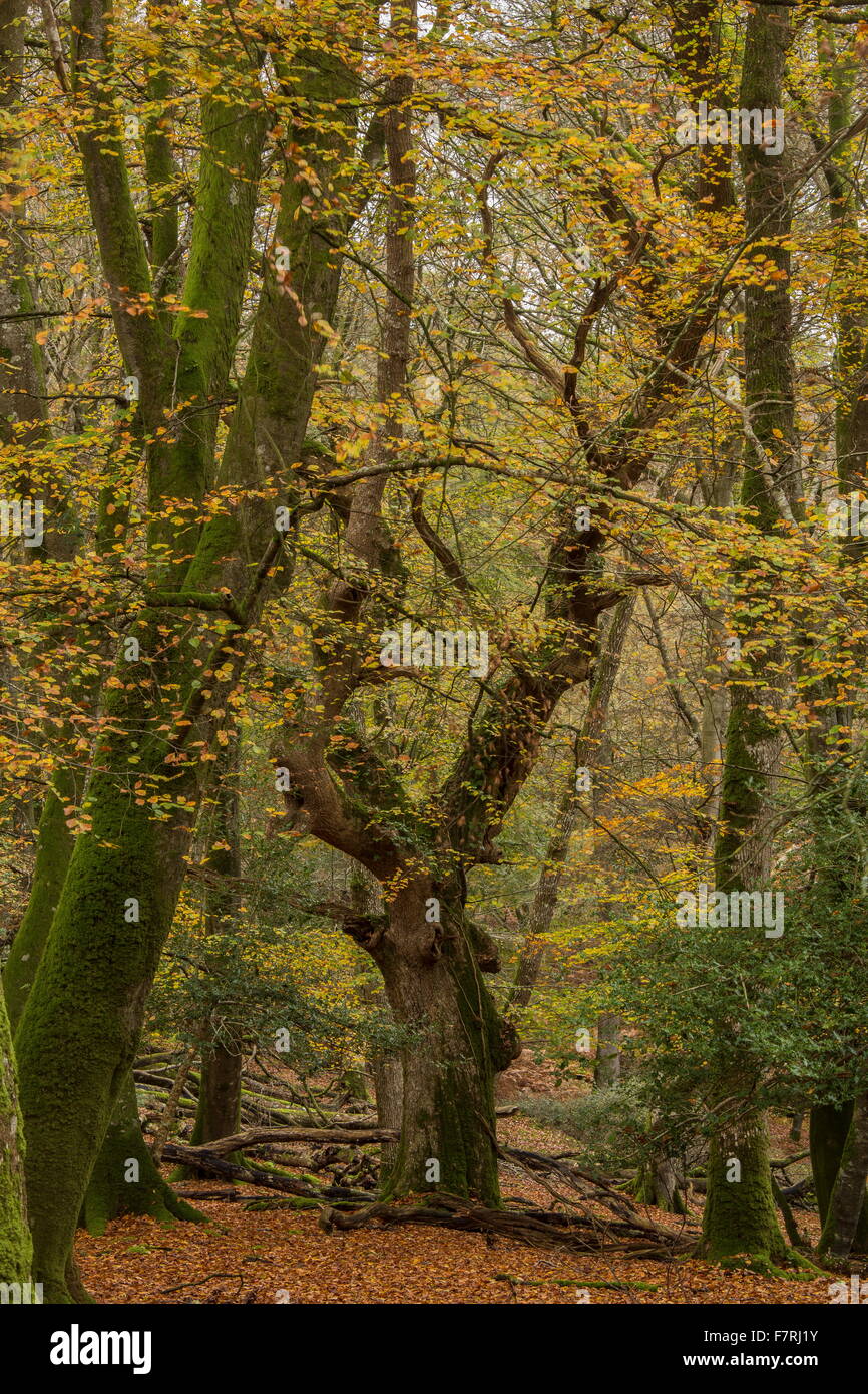 Pâturage mixte hêtre et de chênes à l'automne dans le repère de bois de frêne, New Forest. Banque D'Images