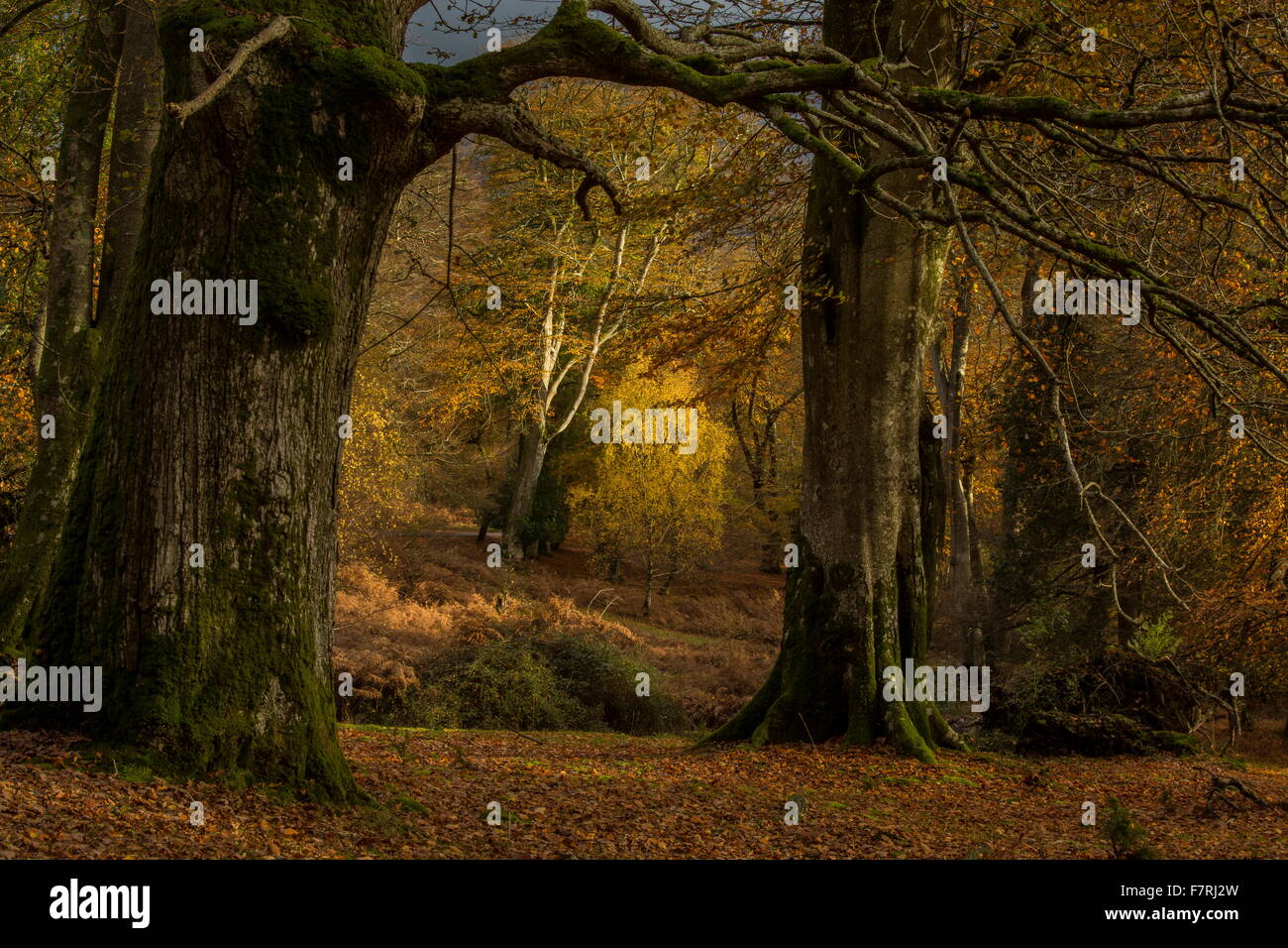 Pâturage mixte hêtre et de chênes à l'automne dans le repère de bois de frêne, New Forest. Banque D'Images