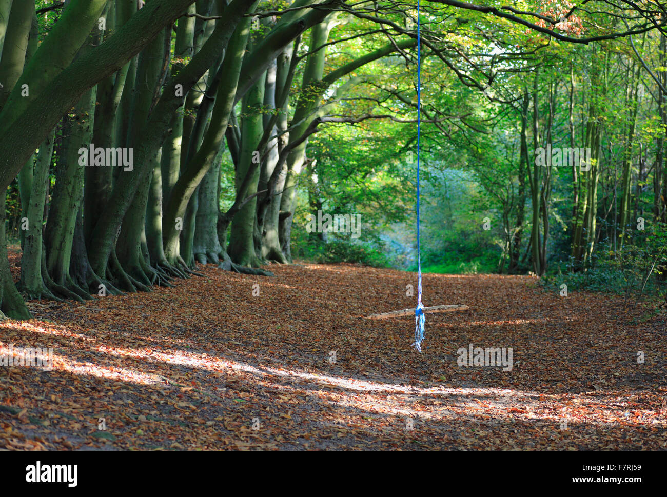 Une corde swing dans les bois. Banque D'Images
