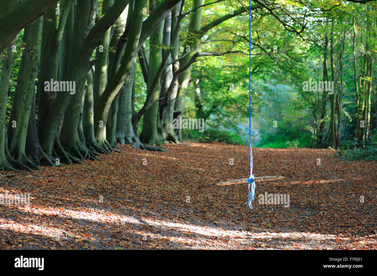 Une corde swing dans les bois. Banque D'Images