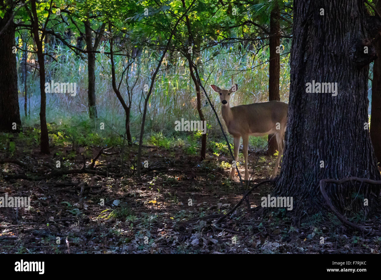 Le cerf de Virginie dans la région de Martin Nature Centre d'Oklahoma City Banque D'Images