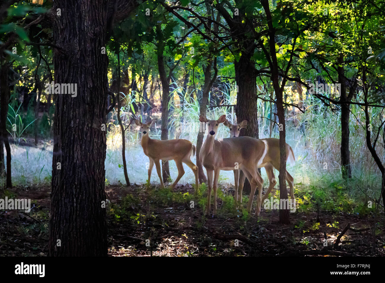 Le cerf de Virginie dans la région de Martin Nature Centre d'Oklahoma City Banque D'Images