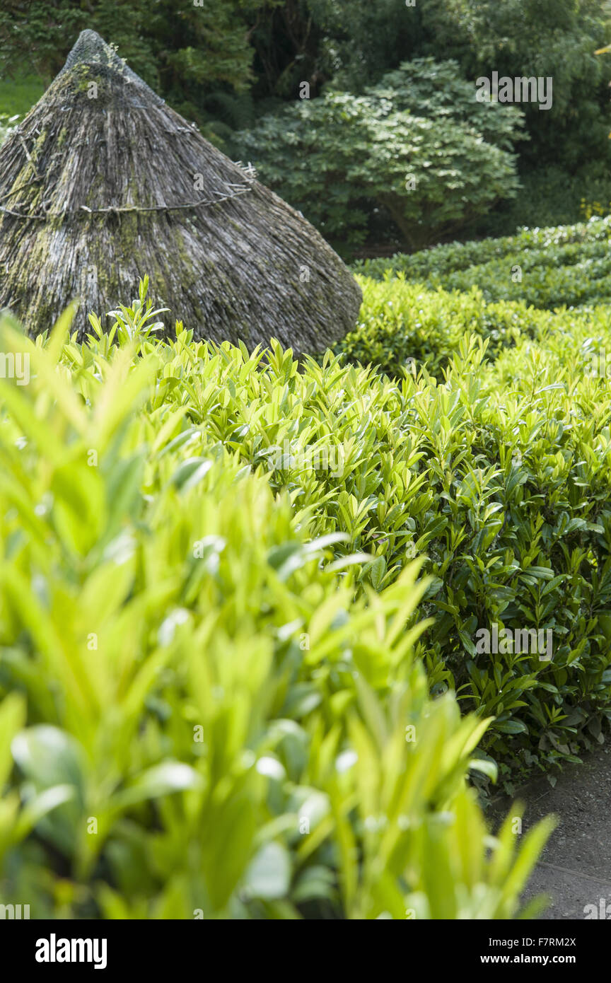 Laurel labyrinthe, Prunus laurocerasus, plantée par Alfred Fox en 1833 avec en son centre un pavillon de chaume et palmiers Chusan, Trachycarpus fortunei, à Glendurgan Garden, Cornwall. Glendurgan a été décrit par ses créateurs, les Quakers Alfred et Sarah Fox, comme Banque D'Images