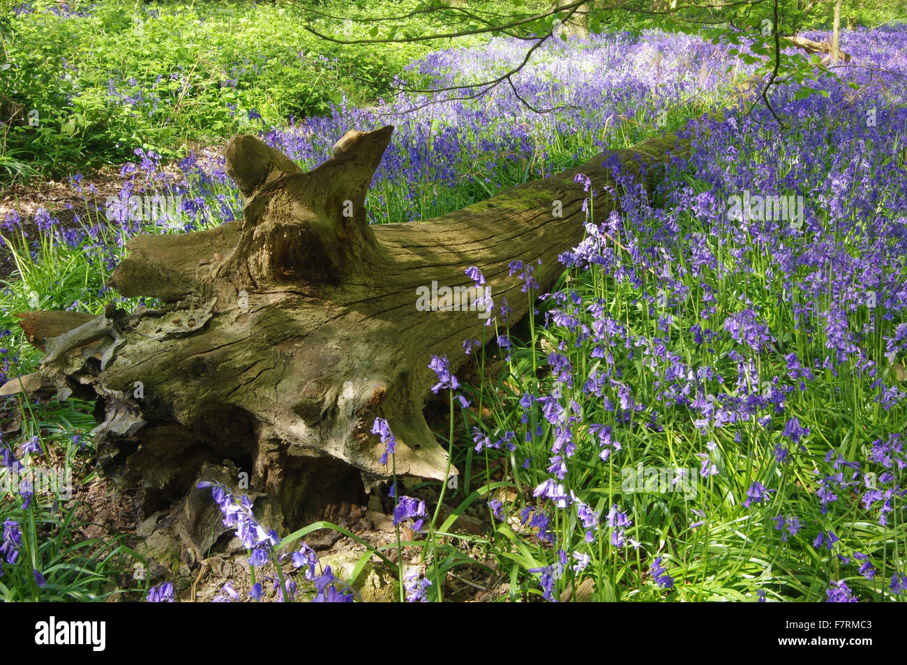 Un tronc d'arbre tombé entre un tapis de jacinthes dans les bois de Calke Abbey. Banque D'Images