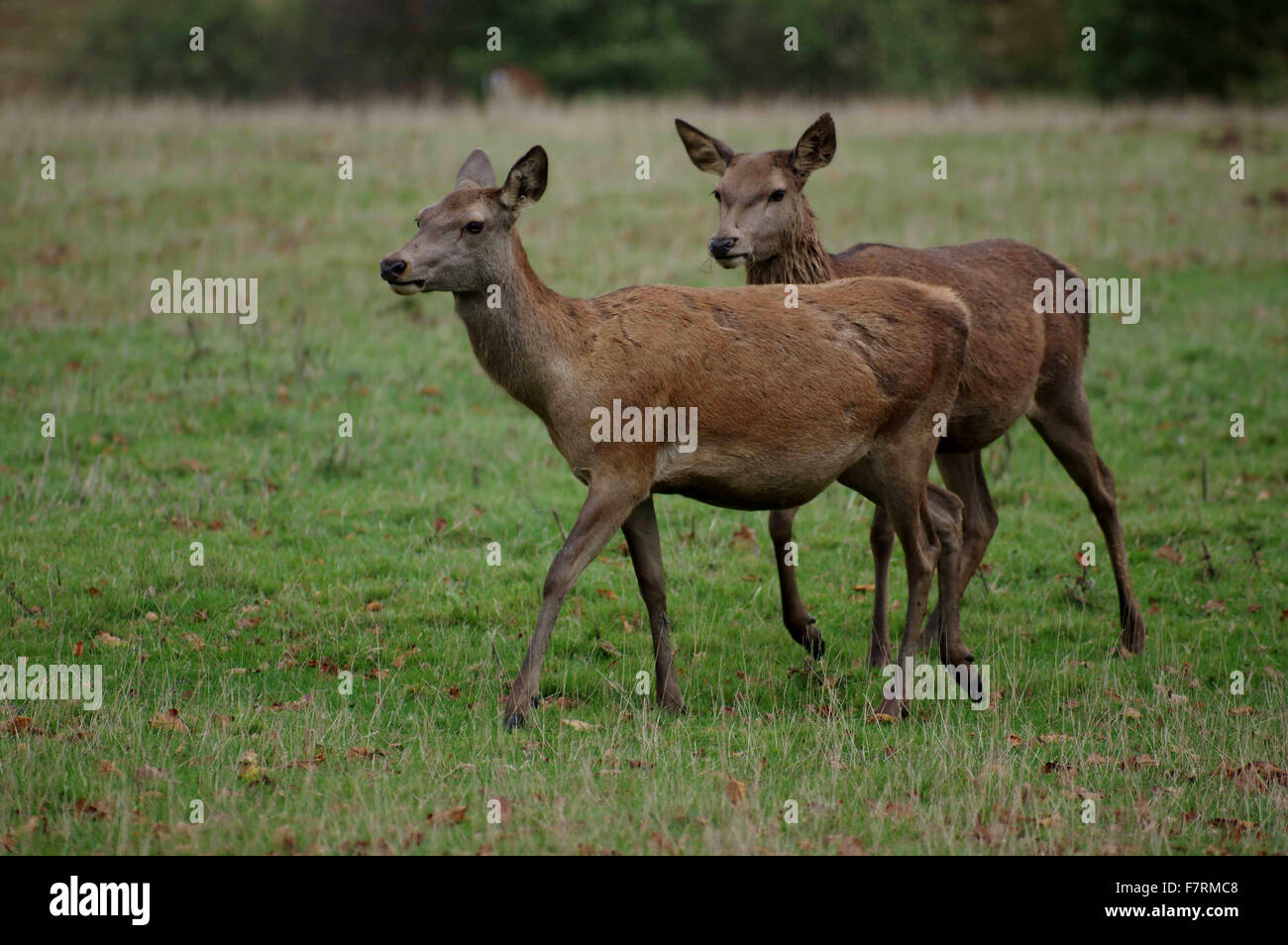 Une paire de red deer hinds (femelles) prises dans le parc de Calke Abbey. Banque D'Images