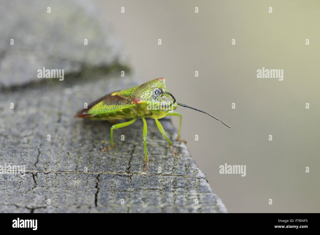 Hawthorn shield bug sur une clôture à Calke Abbey Banque D'Images