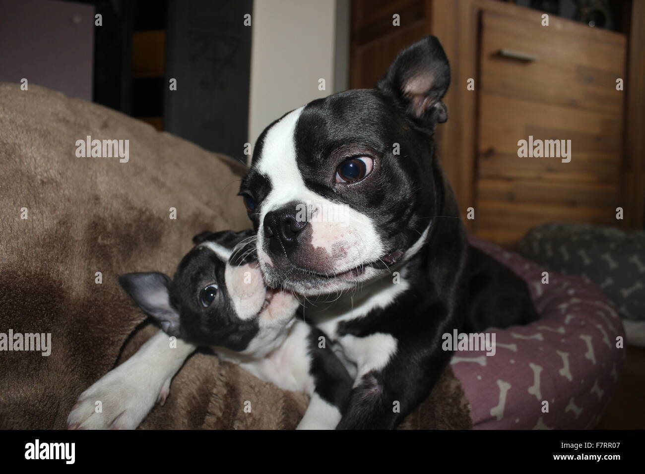 Boston Terrier Banque D'Images