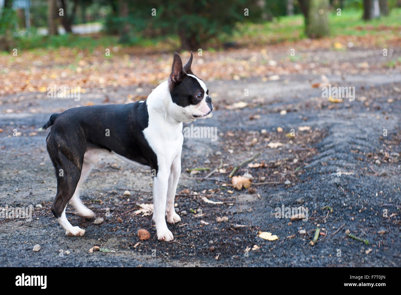 Boston terrier, chien bicolore en parc avec arbres et herbe Banque D'Images