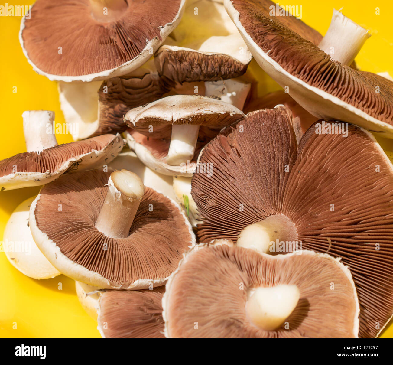 Champignons comestibles a field Banque D'Images