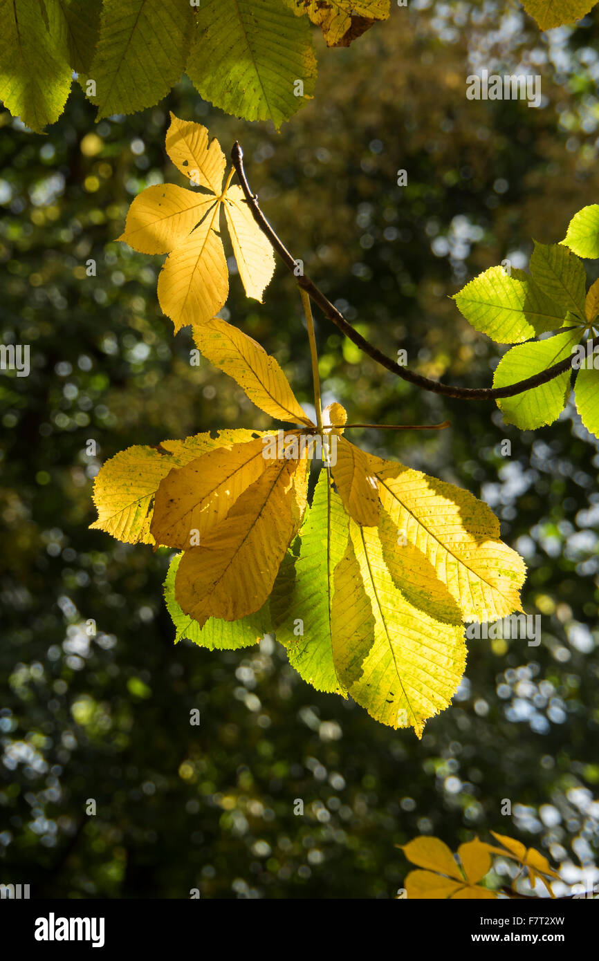 Le Marronnier rétroéclairé Leaf à l'automne Banque D'Images