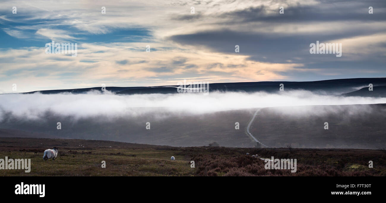 La route de Westerdale en brouillard, North York Moors National Park Banque D'Images