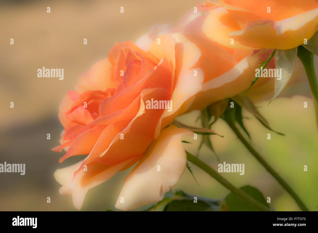 Fond D Anniversaire Avec Fleurs Et Carte Rose Et Joyeux Anniversaire Sur Carte Blanche Couleurs Pastel Sur L Image A Mise Au Point Selective Photo Stock Alamy
