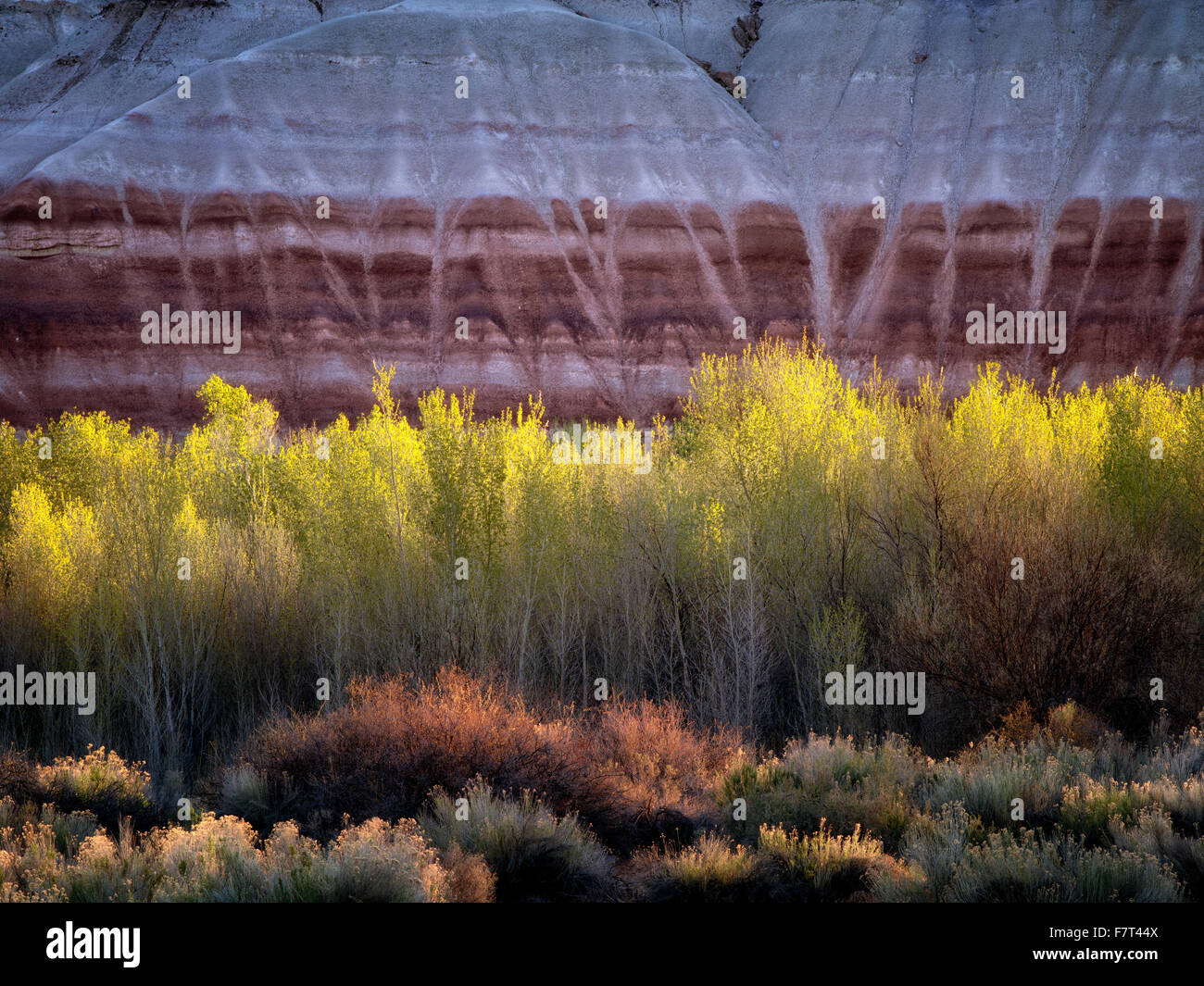Peupliers et de falaises colorées. Capitol Reef National Park, Utah Banque D'Images