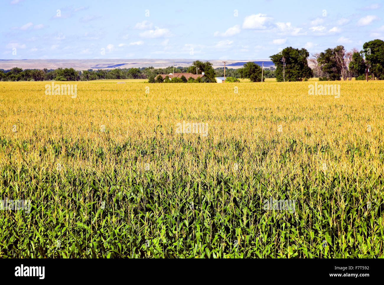 Le Nebraska est célèbre pour ses riches champs de maïs, une récolte très apprécié parce que c'est la base de l'éthanol. Banque D'Images