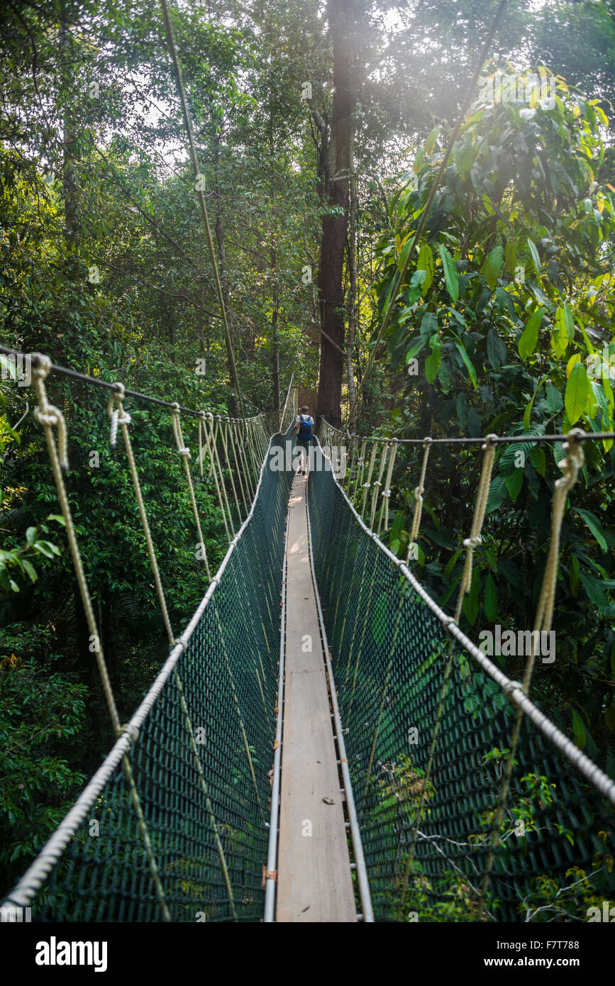 Jeune homme tourisme ou un pont suspendu dans la jungle, Canopy Walkway, Kuala Tahan, Taman Negara, Malaisie Banque D'Images