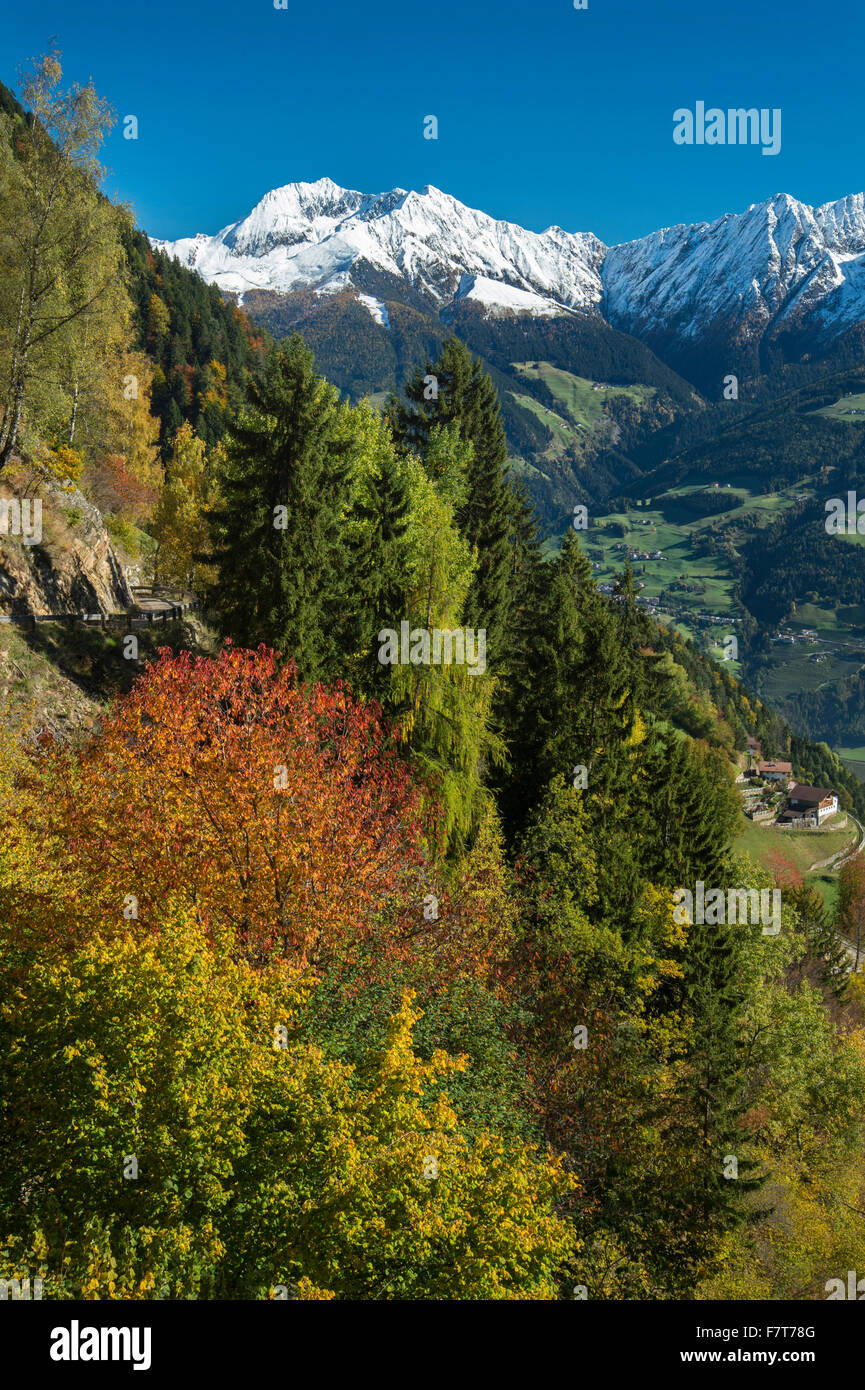 Décor de l'automne dans les montagnes, Plattenspitzen derrière, près de Merano, province du Trentin, Province du Tyrol du Sud, Italie Banque D'Images