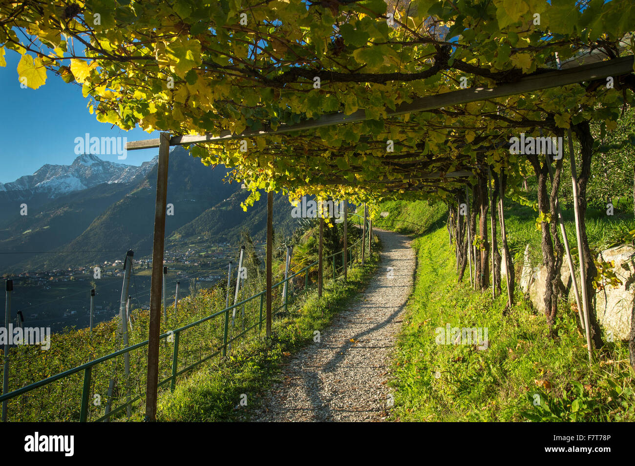 Sentier de randonnée à travers les vignes, Scena près de Merano, province du Trentin, Province du Tyrol du Sud, Italie Banque D'Images