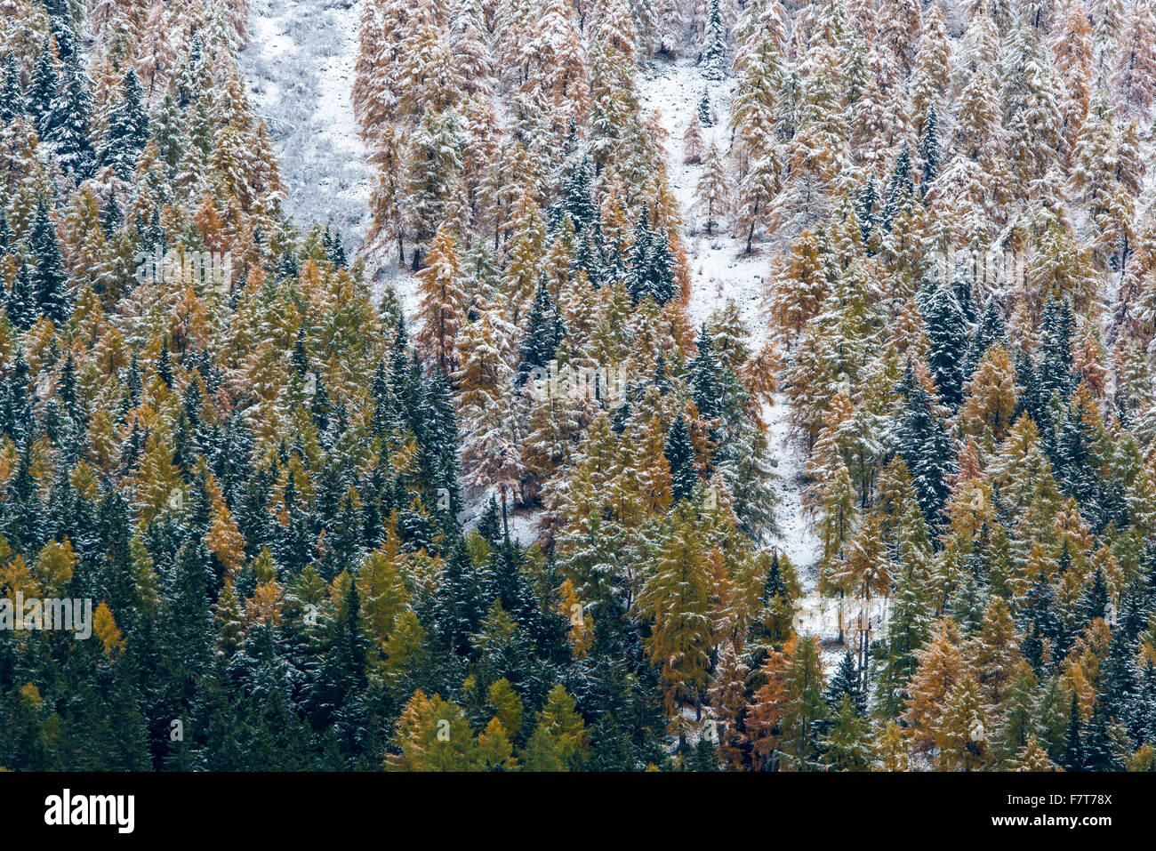 Arbres enneigés, l'épinette et le mélèze arbres en automne, la province du Trentin, Province du Tyrol du Sud, Italie Banque D'Images