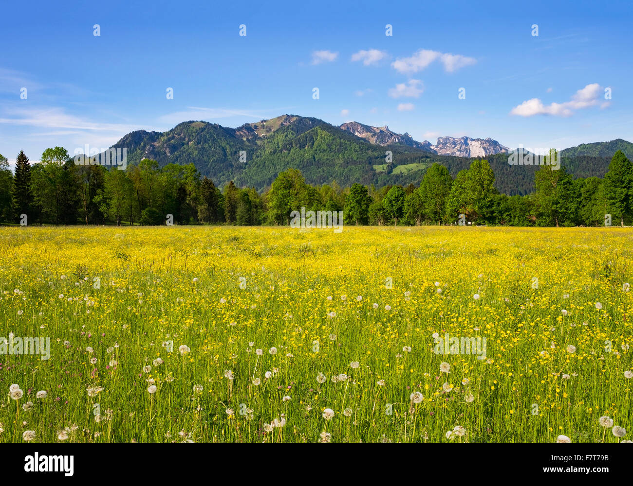Flower meadow dans Untersteinbach à Gaißach avec Brauneck et Benediktenwand, Isarwinkel, Haute-Bavière, Bavière, Allemagne Banque D'Images