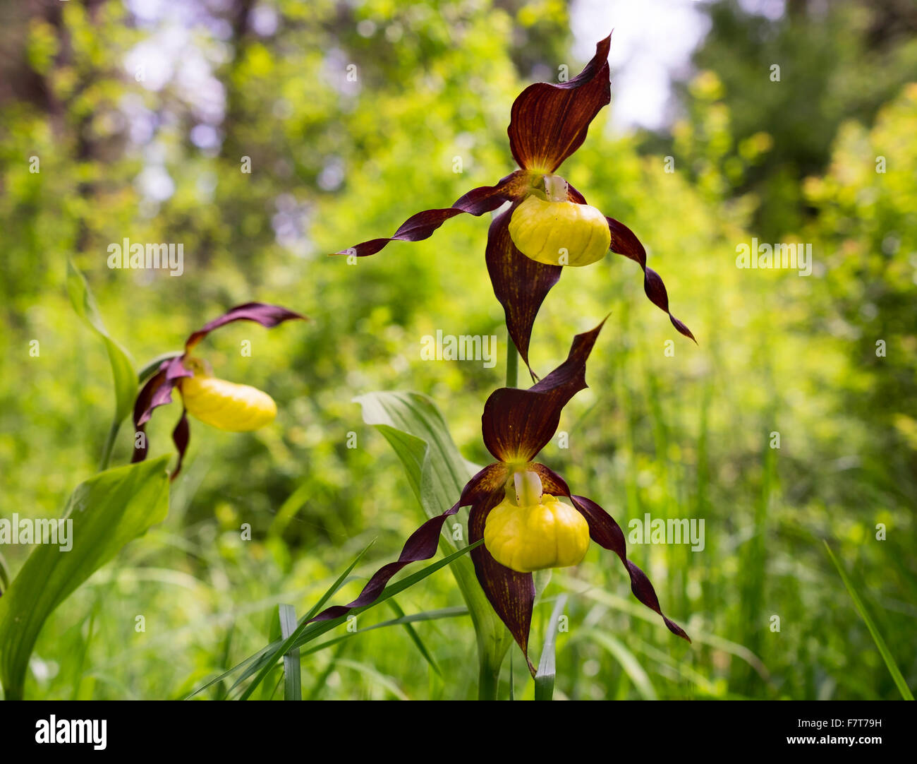 Lady's Slipper orchid (Cypripedium calceolus), fleur, nature reserve Isarauen près d'Ascholding, Haute-Bavière, Bavière, Allemagne Banque D'Images